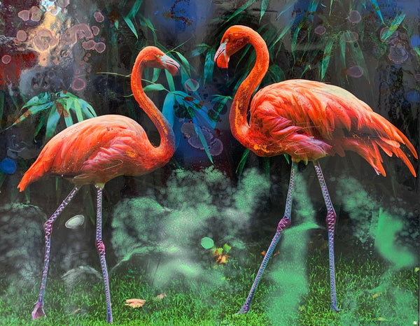 Nature Flamingos